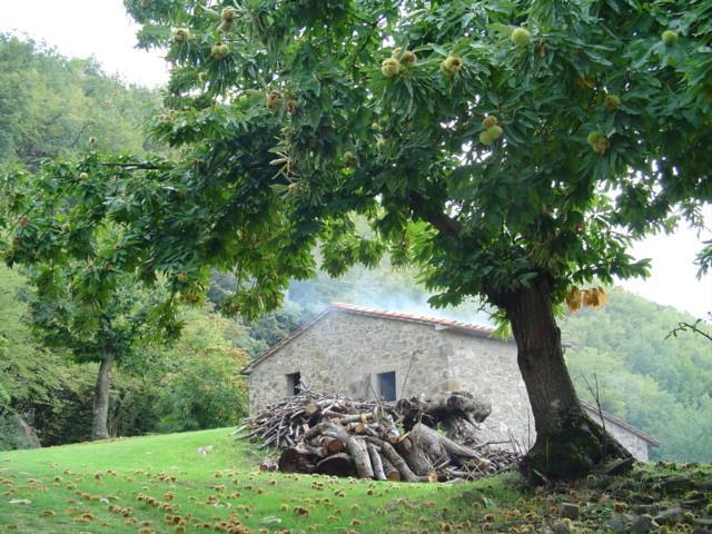 Agriturismo Sorripe Montelaterone Exterior foto